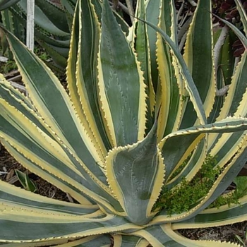 Agave americana 'Opal' 