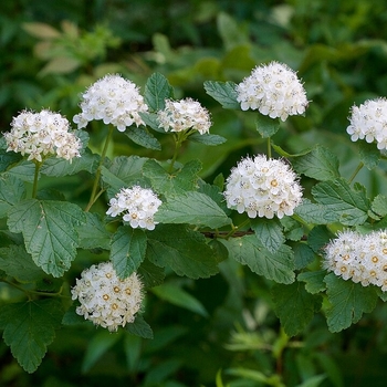 Physocarpus opulifolius