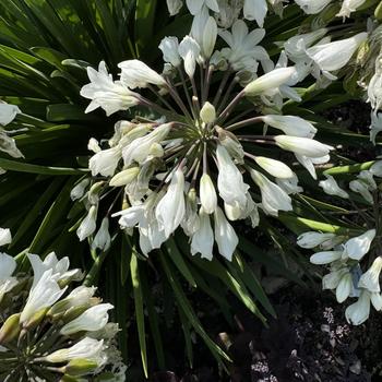 Agapanthus 'Galaxy White' PP31431