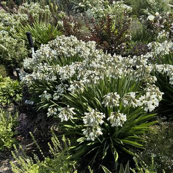 Agapanthus 'Galaxy White' (271804)