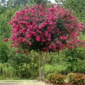 Lagerstroemia indica 'Whit III' PP10319