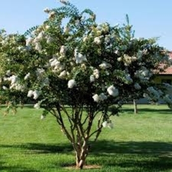 Lagerstroemia indica x fauriei 'Acoma' 