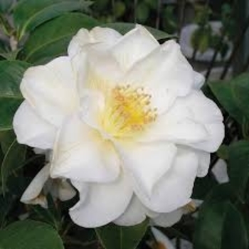 Camellia sasanqua 'Autumn Rocket' 