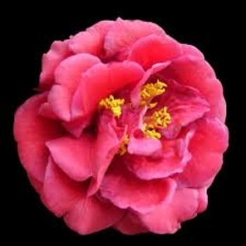 Camellia japonica 'Turandot' 