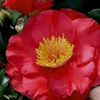 Camellia japonica 'Dr. J.C. Raulston' 