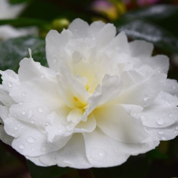 Camellia sasanqua 'Mine-no-yuki' 