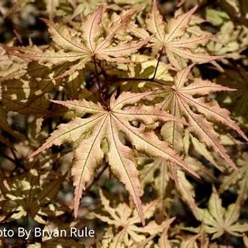 Acer palmatum 'Aka Shigitatsu sawa' 