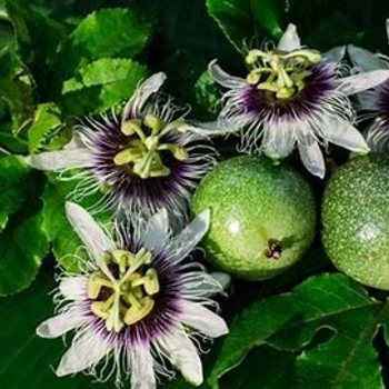 Passiflora 'Multiple Varieties' 