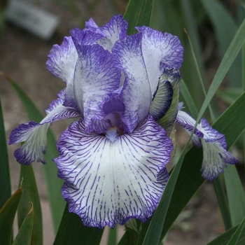 Iris hollandica