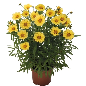 Coreopsis 'Sunbright' 