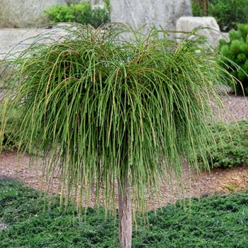 Thuja plicata 'Whipcord' 