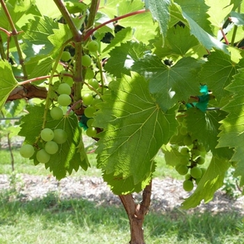 Vitis 'SV-5276' 