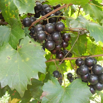 Vitis rotundifolia 'Scuppernong' 