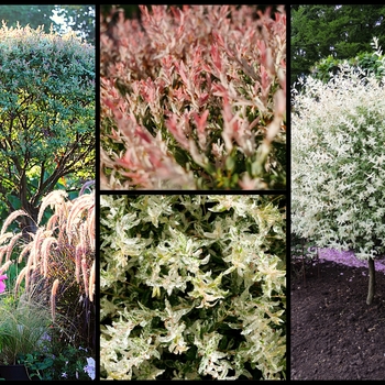 Salix integra 'Hakuro-Nishiki' 