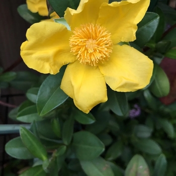 Hibbertia scandens