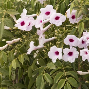 Pandorea jasminoides 'Alba' 