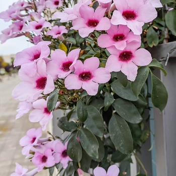 Pandorea jasminoides 'Rosea' 