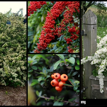 Pyracantha angustifolia 'Monon' 