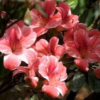 Rhododendron 'Brilliant' 