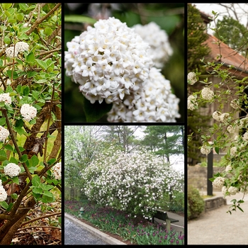 Viburnum x burkwoodii