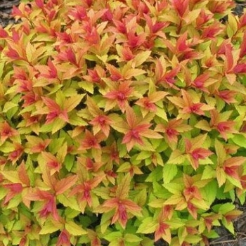 Spiraea japonica 'Flaming Mound' 