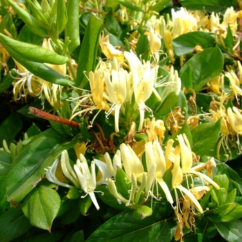 Lonicera japonica 'Halliana' 