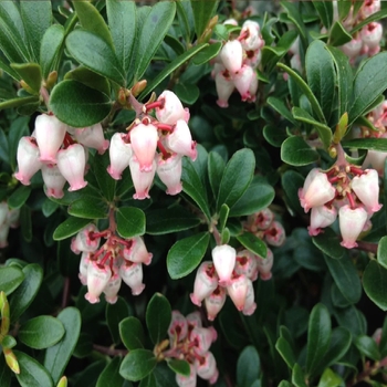 Arctostaphylos uva-ursi 'Vancouver Jade' 