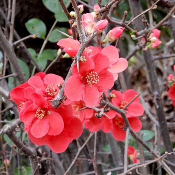 Chaenomeles speciosa 'Spitfire' 