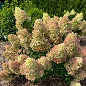 Hydrangea paniculata 'Dragon Baby™' 