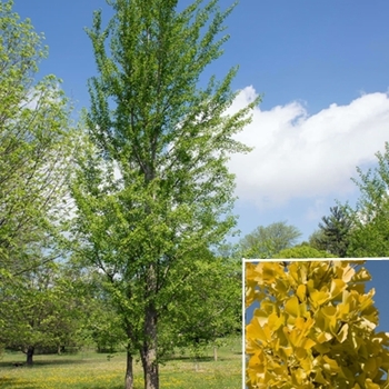 Ginkgo biloba 'Fairmont' 