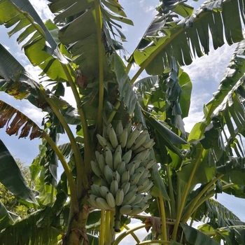 Musa acuminata 'Ice Cream' 