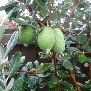 Feijoa sellowiana