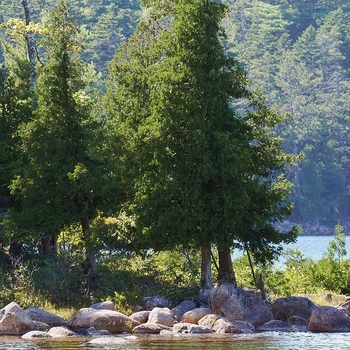 Thuja occidentalis