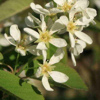 Amelanchier stolonifera