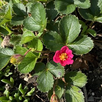 Fragaria x ananassa 'Tristar' (272183)