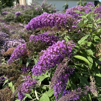 Buddleia 'Violet Cascade' (272186)