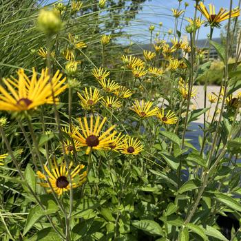 Rudbeckia subtomentosa 'Henry Eilers' (272190)