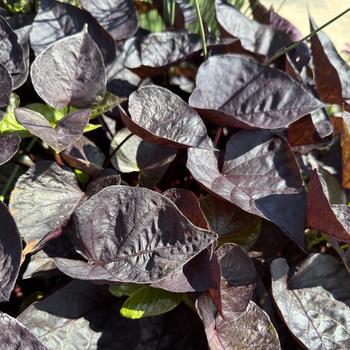 Ipomoea batatas 'Sweet Caroline Sweetheart Jet Black™' 