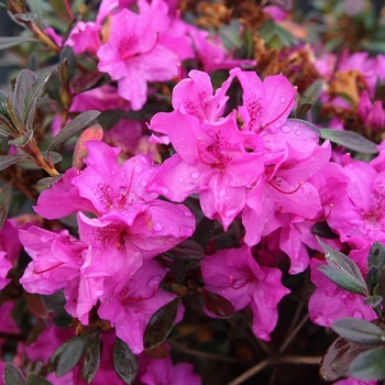 Rhododendron Southern Indica hybrid 'Lavender Formosa' 