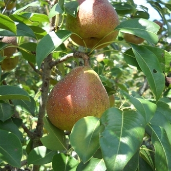 Pyrus communis 'Moonglow' 