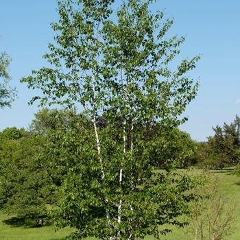 Betula nigra 'Whit XXV' PP16573