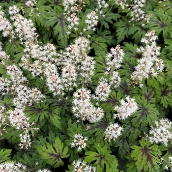 Tiarella 'Timbuktu' 