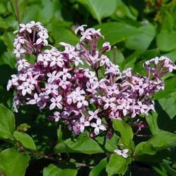 Syringa 'Red Pixie' 