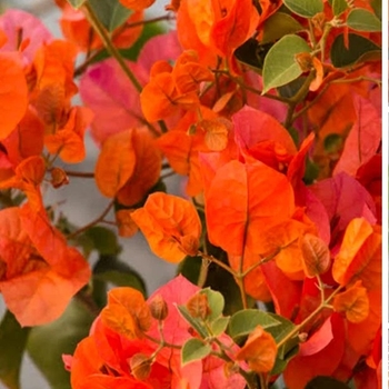 Bougainvillea x buttiana 'Orange King' 