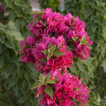 Bougainvillea 'Torch Glow' 