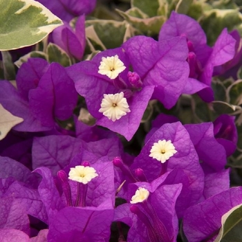 Bougainvillea 'Blueberry Ice' 