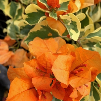 Bougainvillea 'Delta Dawn' 