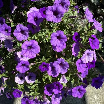 Petunia Supertunia® Mini Vista™ 'Indigo' (272283)