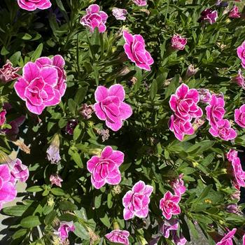 Calibrachoa 'Doublette Love Swept™' USCAL81302 PPAF