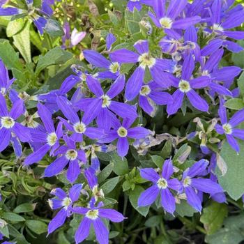 Scaevola Stardiva™ '' (272286)